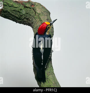 Yellow-Fronted Specht (Melanerpes flavifrons) greifen Flechten bewachsenen Baumstamm Stockfoto
