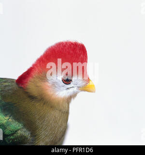 Red-Crested Turaco (Tauraco erythrolophusshowing), leuchtend roter Kamm auf dem Kopf und den kleinen gelben Schein Stockfoto