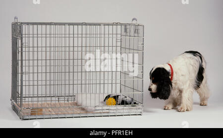 Schwarze und weiße English Cocker Spaniel hund Suchen bei Welpen schlafen im Käfig Stockfoto