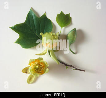 Liriodendron tulipifera (Tulip Tree), Blüten, Knospen und Blätter Stockfoto