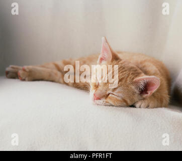 Ginger kitten Schlafen auf einer weißen Decke Stockfoto