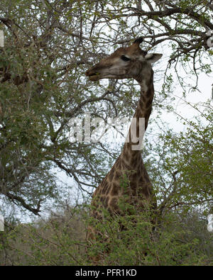Giraffe in Bäumen, Südafrika Stockfoto