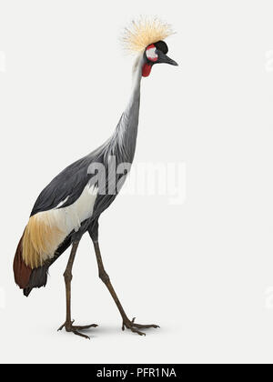 Grau gekrönt Kran (Balearica regulorum), Seitenansicht Stockfoto