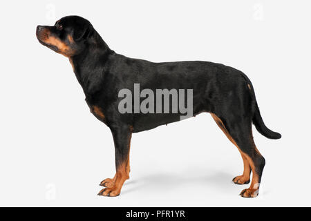Rottweiler, Seitenansicht Stockfoto