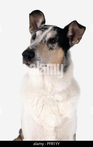 Alert kurzhaarige Weiß, Braun und Schwarz tricolor Smooth Collie, sitzen Stockfoto