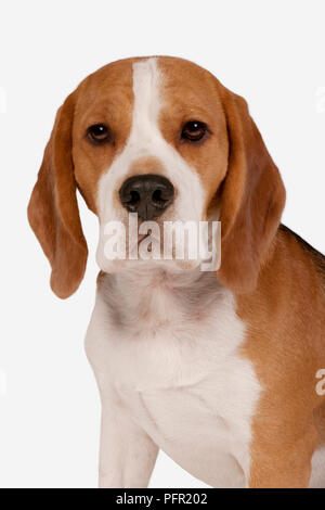 Kopf und Schultern der dreifarbige Beagle, mit Blick auf die Kamera Stockfoto