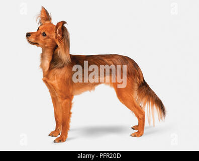Russische Toy Dog (russkiy Toy, Russischer Toy Terrier), Seitenansicht Stockfoto