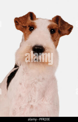 Wire Fox Terrier, mit Blick auf die Kamera Stockfoto
