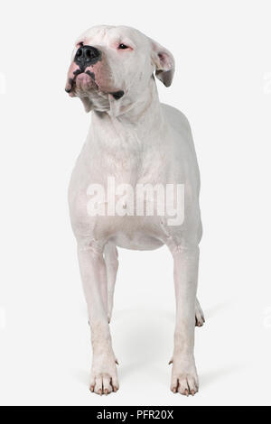 Dogo Argentino (Argentinischer Mastiff), Ansicht von vorne Stockfoto