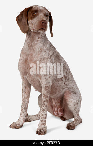 Braque du Bourbonnais (Bourbonnais Pointer, Bourbonnais Vorstehhund), Sitz Stockfoto