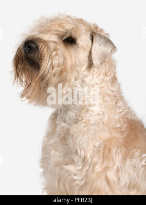 Kopf und Schultern von Soft Coated Wheaten Terrier, Seitenansicht Stockfoto