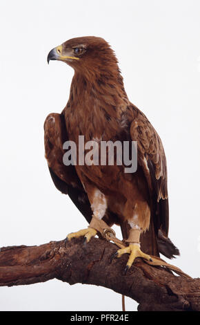 Tawny Eagle (Aquila rapax) mit seinen Kopf drehte sich zur Seite Stockfoto