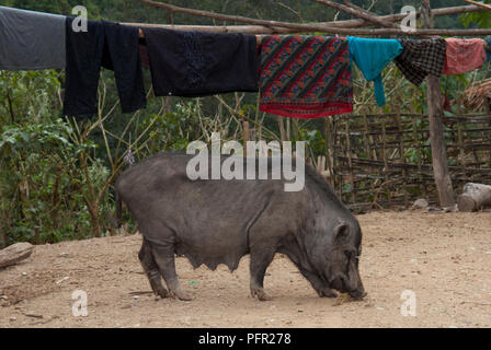 Laos, nördlichen Laos, zwischen Muang Sing und Oudomxai, Schwein in Hof und Auswaschen hung an Hmong Dorf zu trocknen Stockfoto