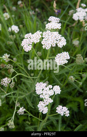 Achillea millefolium (Schafgarbe), weiße Blüten, close-up Stockfoto