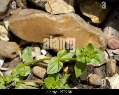 Anagallis arvensis (pimpernel), Unkraut wächst in-zwischen Steinen, in der Nähe von Stiel und Blüte Stockfoto