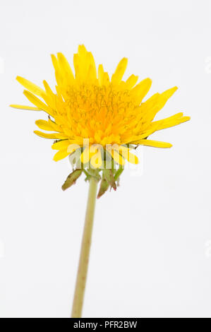Löwenzahn (Taraxacum officinale) Blüte Stockfoto