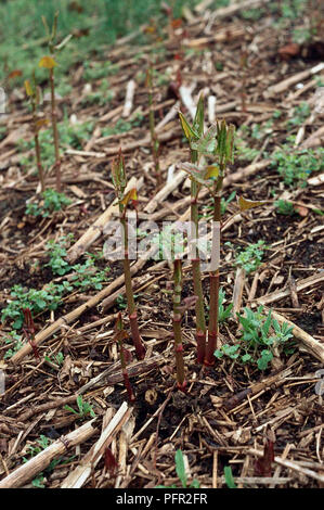 Fallopia japonica (japanische Knöterich), lässt sich aus der Stämme, close-up Stockfoto