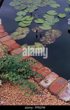 Seerosen im Teich mit kreisförmigen brick Grenze Stockfoto