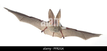 Graues Langohr (Plecotus Austriacus) fliegen Stockfoto