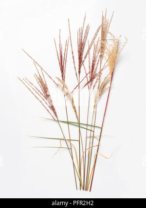 Miscanthus sinensis 'Kleine Fontane" Stockfoto