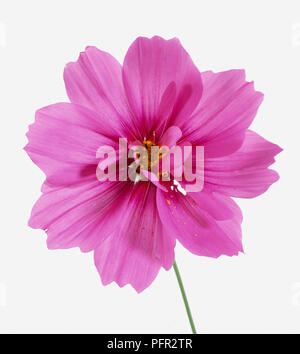 Die Cosmos ensation', pink flowerhead, close-up Stockfoto