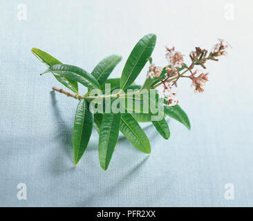 Aloysia citrodora (zitronenstrauch) Zweig mit Blumen Stockfoto