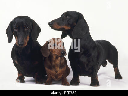 Rot Miniatur glatten Haaren Dackel sitzend zwischen zwei schwarz und tan glatten Haaren Dackel Hunde Stockfoto