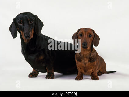 Standard schwarz und tan glatten Haaren Dackel und rot Miniatur glatten Haaren Dackel sitzen zusammen Stockfoto