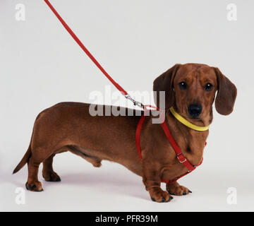 Red Smoth behaartes Dackel Tragen und Führen des Kabelbaums Stockfoto