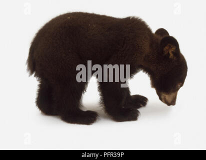 American Black Bear Cub (Ursus americanus), Seitenansicht Stockfoto