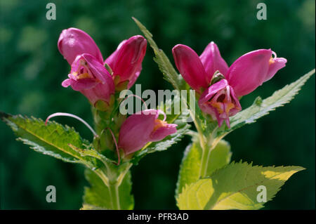 Chelone obliqua Schildkröte Kopf), mehrjährige Pflanze, die eine raceme der dunkel rosa Blumen und grüne Blätter, close-up Stockfoto