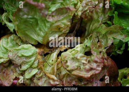 Salatblätter durch Grauschimmel (Botrytis cinerea) verformt Stockfoto