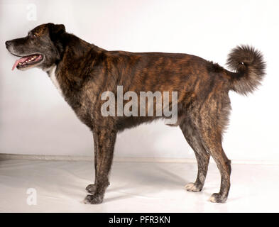 Männliche Cursinu Hund, stehend, Seitenansicht Stockfoto