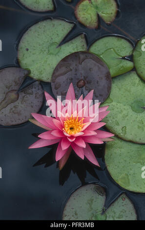 Rosa Blume von nymphaea "Perle der Pool' Seerose Stockfoto