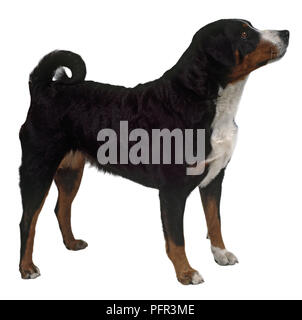 Appensell Berg Hund (Appenzeller Sennenhund, Appenzeller Mountain Dog), Seitenansicht Stockfoto