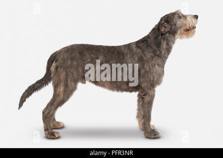 Irischer Wolfshund, 21 Monate alte Rüde, gestromt Stockfoto