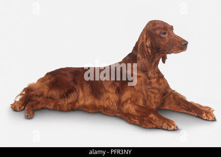 Irish Setter, weiblichen Hund Stockfoto