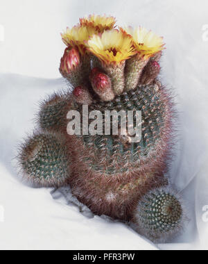 Parodia sp. Cactus mit Cluster von gelben Blumen auf der Krone Stockfoto