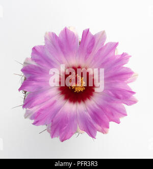 Rosa Kaktusblüte aus Thelocactus bicolor (Texas Stolz, Ehre von Texas) Stockfoto