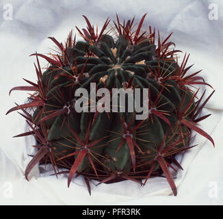 Ferocactus latispinus (Crow's Claw Cactus) Stockfoto
