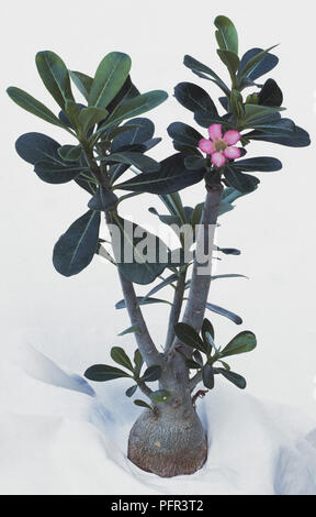 Adeniums obesum (Mock Azalee, Impala Lily), sukkulente Pflanze mit einem rosa Blume Stockfoto