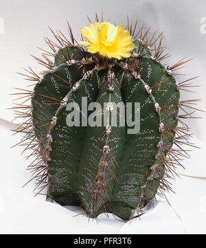 Astrophytum ornatum, blühende Kakteen Stockfoto