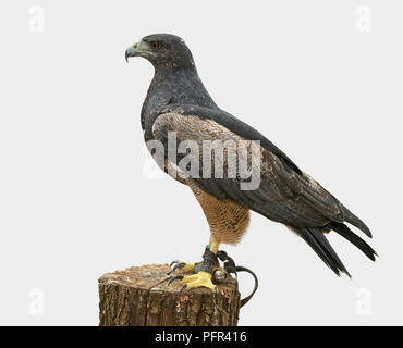 Schwarz-chested Bussard Eagle (geranoaetus Melanoleucus) auf Baumstumpf Stockfoto