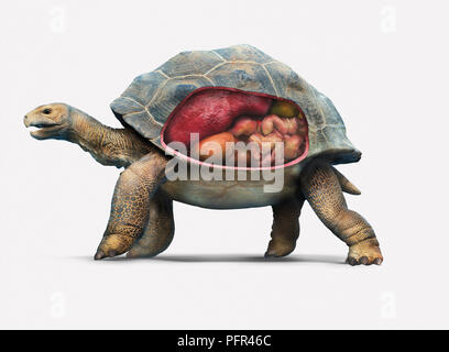 Digitale Illustration von Alabra Riesenschildkröte (Aldabrachelys gigantea) mit inneren Organen, Schnittzeichnung Stockfoto