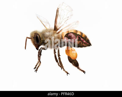 Digitale Illustration von Honig Biene mit inneren Organen, Schnittzeichnung Stockfoto