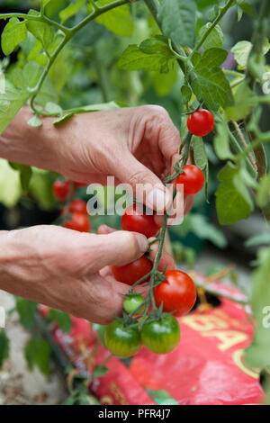 Ernte von frischen Tomaten, Tomaten' die Gardener's Delight' Stockfoto