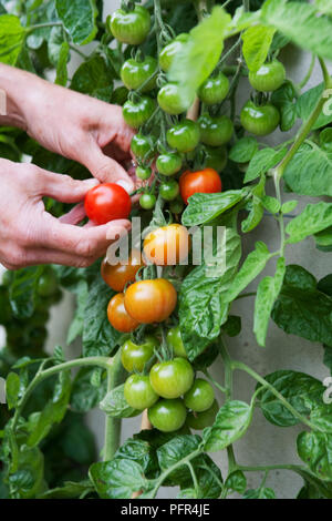 Frau Kommissionierung Tomaten im Garten, Tomaten' die Gardener's Delight', close-up Stockfoto
