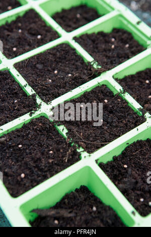 Rettich 'Französisches Frühstück" Saatgut in sämlingbehälter, close-up Stockfoto