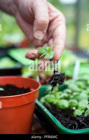 Heraus sticht Basilikum Sämling von sämlingbehälter (weet Genovese Basil's'), close-up Stockfoto