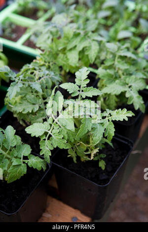 Junge Tomaten Pflanzen in Töpfen bereit für das Verpflanzen Stockfoto